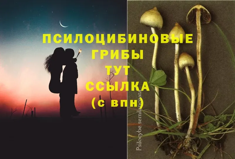 Псилоцибиновые грибы Psilocybe  Аша 