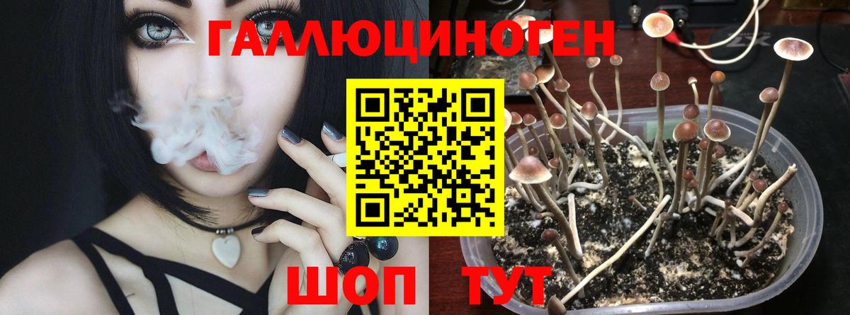 купить наркотики сайты  Вход с VPN  Аша  Галлюциногенные грибы Magic Shrooms 
